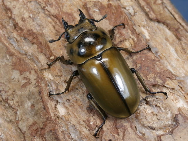 insectbase)ババオウゴンオニ♂65アップ♀フリーペア‼️