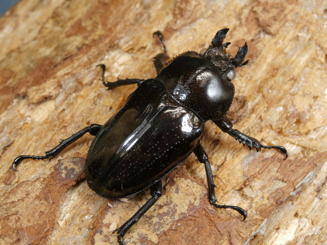 ニジイロクワガタ（ホワイトアイ）♀単品 No.9395 昆虫専門店 虫