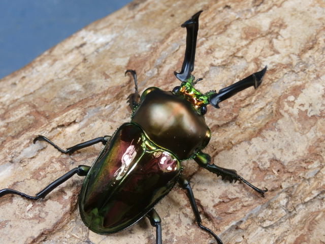 オジサンさま専用】ニジイロクワガタなど 幼虫