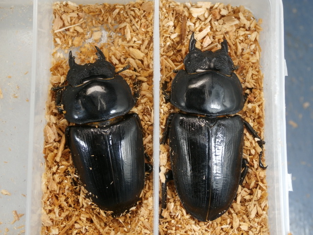 タピオカ様ご成約済み タピオカ様ご成約済み