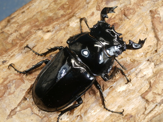 タランドゥス62ミリ♂♀ペア No.1255 昆虫専門店 虫屋ドットコム