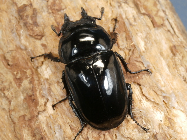 タランドゥス62ミリ♂♀ペア No.1255 昆虫専門店 虫屋ドットコム