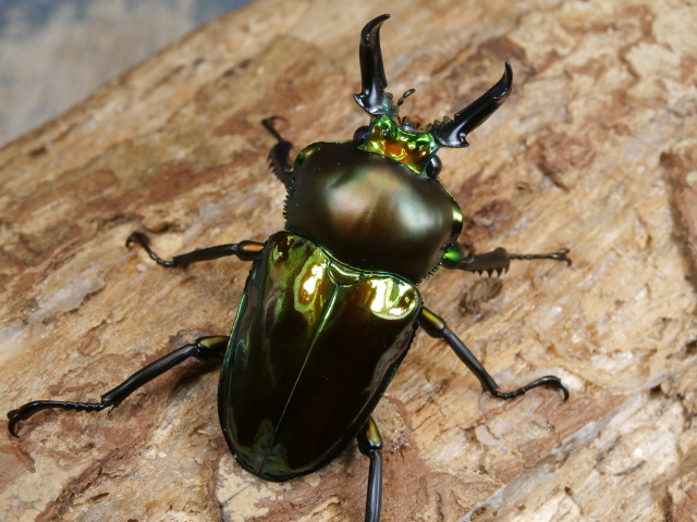 ニジイロクワガタ45ミリ♂♀ペア No.1283 昆虫専門店 虫屋ドットコム