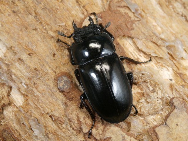 セリコルニスノコギリ48ミリ♂♀ペア No.1288 昆虫専門店 虫屋ドットコム