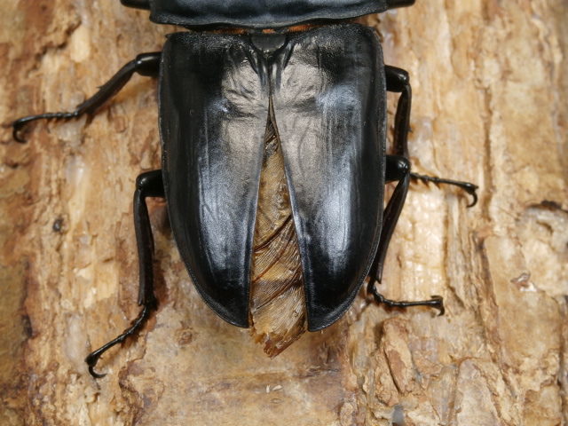 オオクワガタ（能勢）89ミリ ♂単品 No.1301 昆虫専門店 虫屋ドットコム