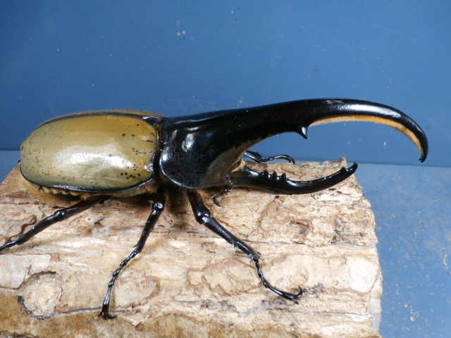 ヘラクレス（ヘラヘラ）147ミリ♂♀ペア No.1303 昆虫専門店 虫屋