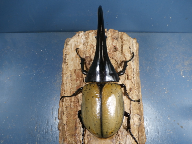 ヘラクレス（ヘラヘラ）147ミリ♂♀ペア No.1303 昆虫専門店 虫屋