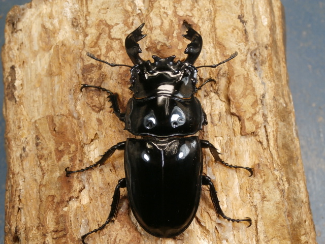 タランドゥス71ミリ♂単品 No.1340 昆虫専門店 虫屋ドットコム